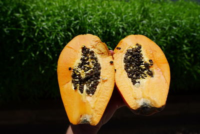 Directly above shot of orange fruit