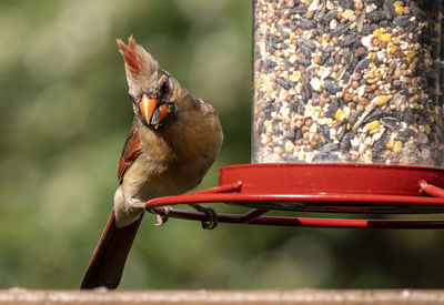 Northern cardinal on the feeder with its mouth full.