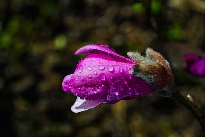 Close-up of wet pink flower