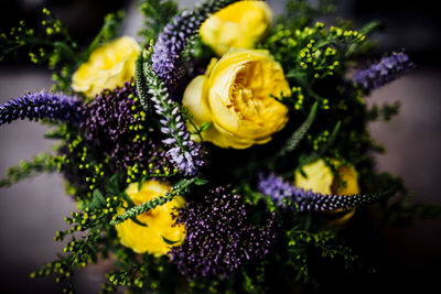 Close-up of yellow flowering plant