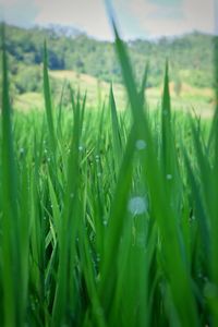 Close-up of wet grass on grassy field