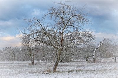 Bare tree on snow covered landscape against sky