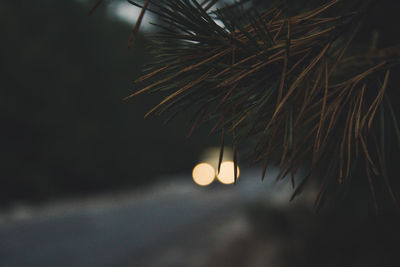 Close-up of illuminated pine tree against sky at night