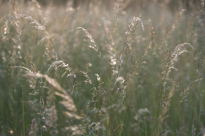 Close-up of stalks in field