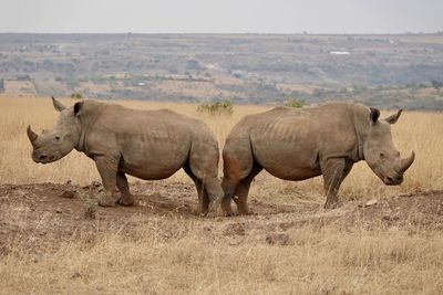 Rhinoceros standing on field
