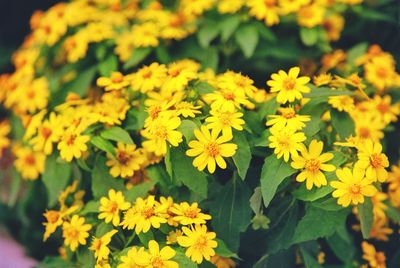 Close-up of yellow flowering plants