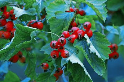 Close-up of red berries growing on plant