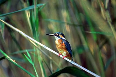 Kingfisher perching on plant