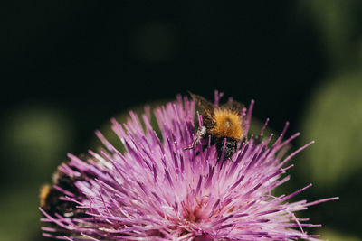Close-up of honey bee on thistle