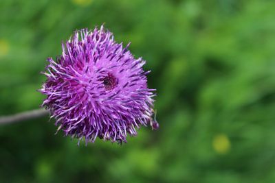 Close-up of purple thistle blooming outdoors