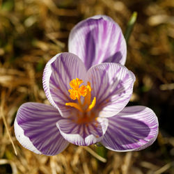 Close-up of purple crocus blooming outdoors