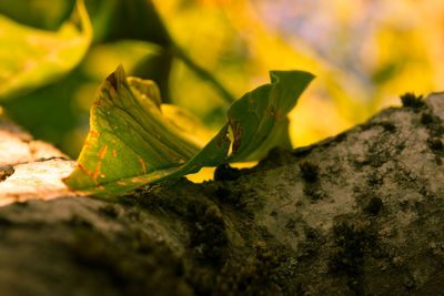 Close-up of leaf on tree trunk