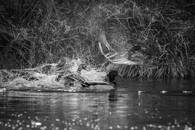 Man swimming in lake