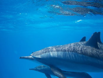 Swimming with dolphins in the wild at dolphin house sataya reef