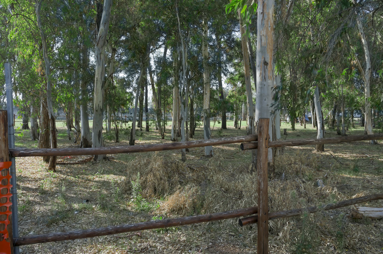 TREES GROWING ON FIELD