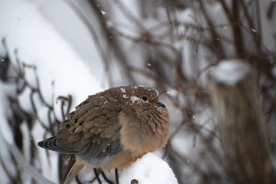 Close-up of bird perching on snow