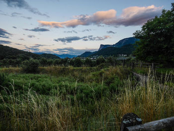 Scenic view of field against sky