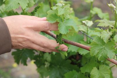 Close-up of hand holding leaves