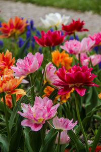 Close-up of pink flowering plants