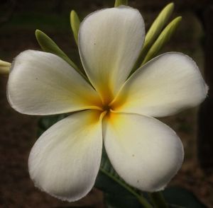 Close-up of flower blooming outdoors