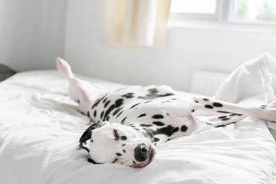 Dog sleeping on bed