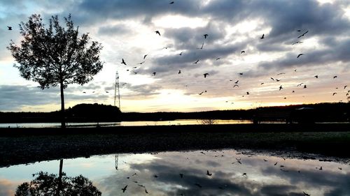 Flock of birds flying over lake