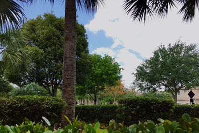 Trees and plants against sky