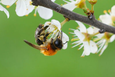 Natural closeup on a colorful female grey-patched mining bee, andrena nitida on a white blackthorn 