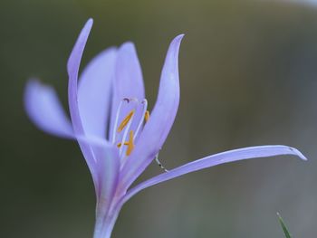 Close-up of purple  flower