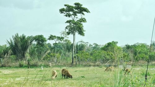 Trees on grassy field