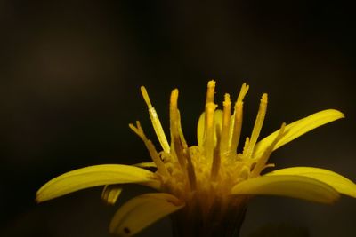 Close-up of yellow flower