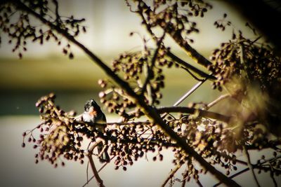 Close-up of bird perching on tree