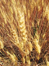 Close-up of stalks in field