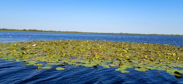 Scenic view of sea against clear blue sky