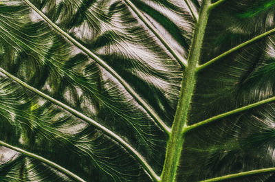 Full frame shot of leaves