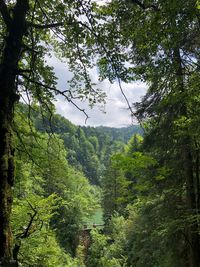 Scenic view of forest against sky