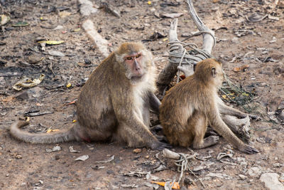 Monkeys relaxing on field