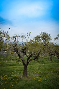 Scenic view of grassy field against sky