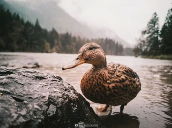 animal themes