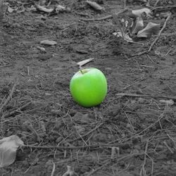 Close-up of apples on field