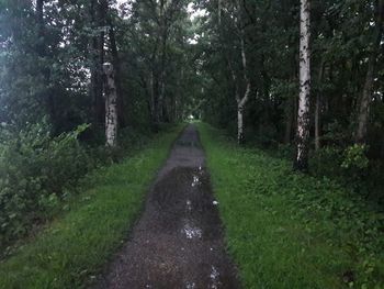 Road amidst trees in forest