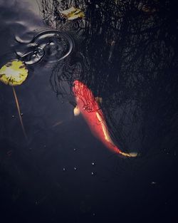 High angle view of koi carps swimming in pond