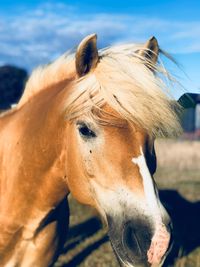 Close-up of a horse in ranch