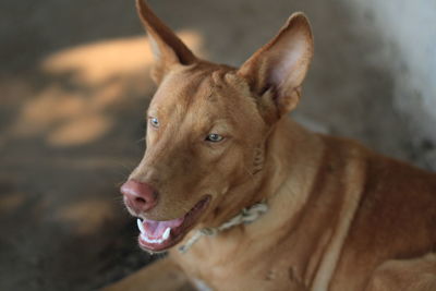 Close-up of dog looking away