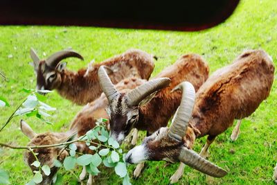 Close-up of sheep on field