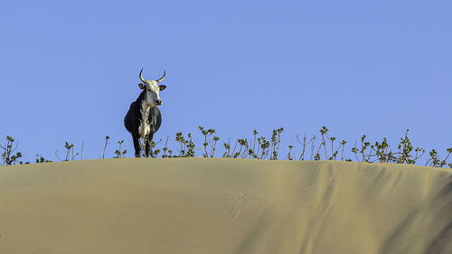 Low angle view of a cow in a sand dune against clear blue sky