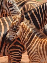 Portraits of zebras in red dust in a soft worm light.