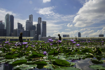 View of water lilies in city against sky