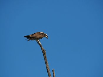 Low angle view of tree against clear blue sky