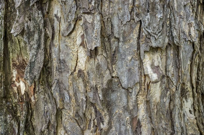 Full frame shot of tree trunk